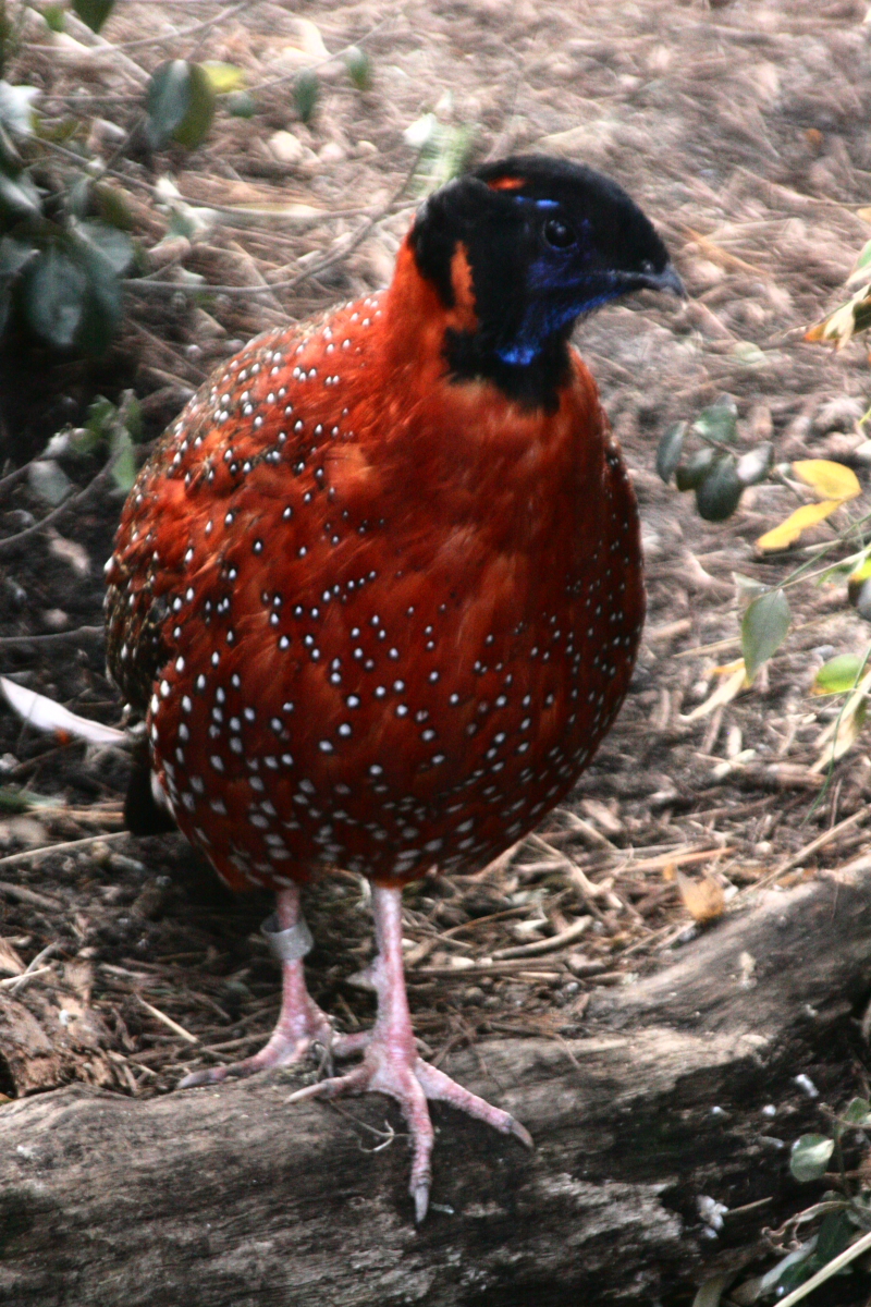 Satyr Tragopan (Tragopan satyra) - Wiki; DISPLAY FULL IMAGE.