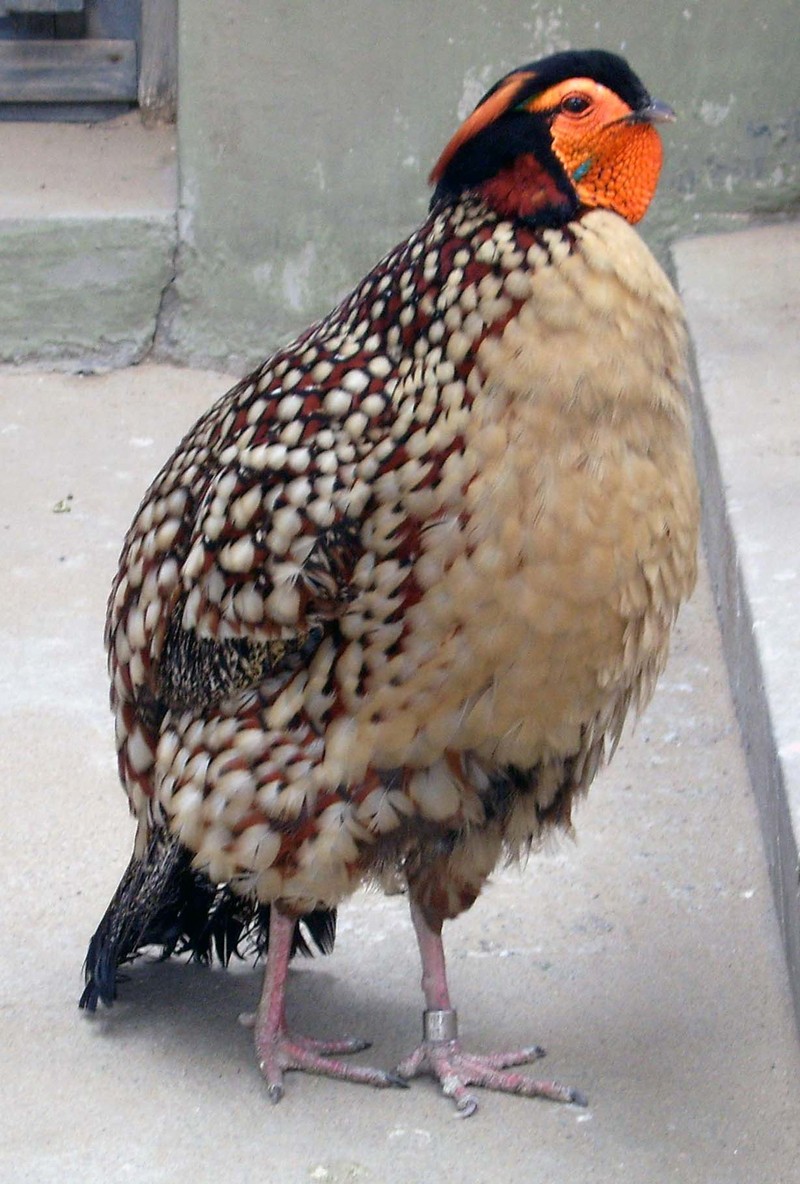 Cabot's Tragopan (Tragopan caboti) - Wiki; DISPLAY FULL IMAGE.