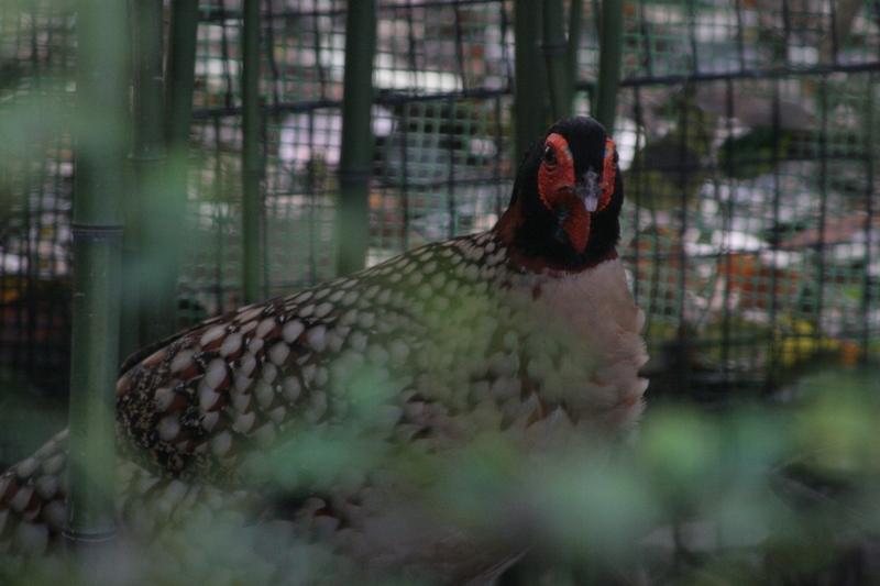 Cabot's Tragopan (Tragopan caboti); DISPLAY FULL IMAGE.