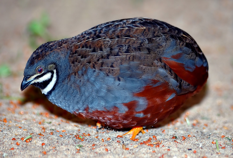 Asian Blue Quail (Coturnix chinensis) - Wiki; DISPLAY FULL IMAGE.