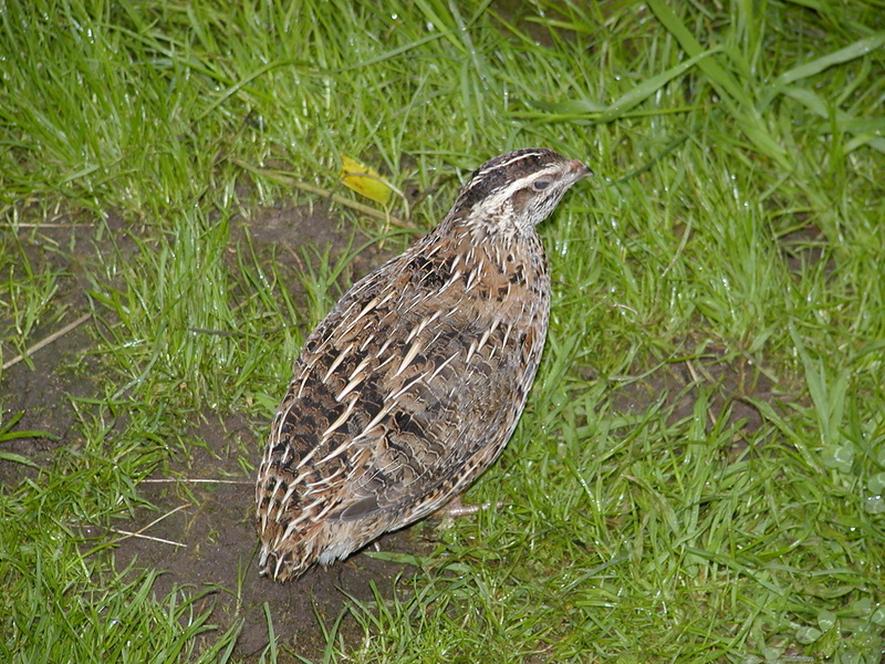 Common Quail (Coturnix coturnix) - Wiki; DISPLAY FULL IMAGE.