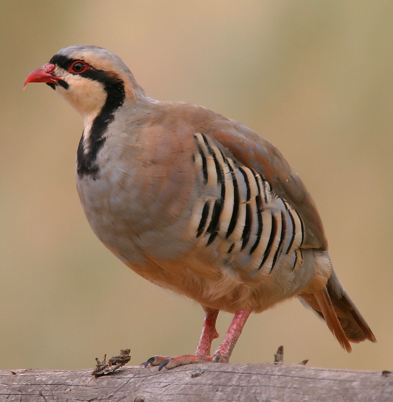 Partridge (Family: Phasianidae, Genus: Alectoris) - Wiki; DISPLAY FULL IMAGE.