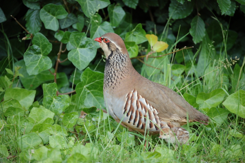 Red-legged Partridge (Alectoris rufa) - Wiki; DISPLAY FULL IMAGE.