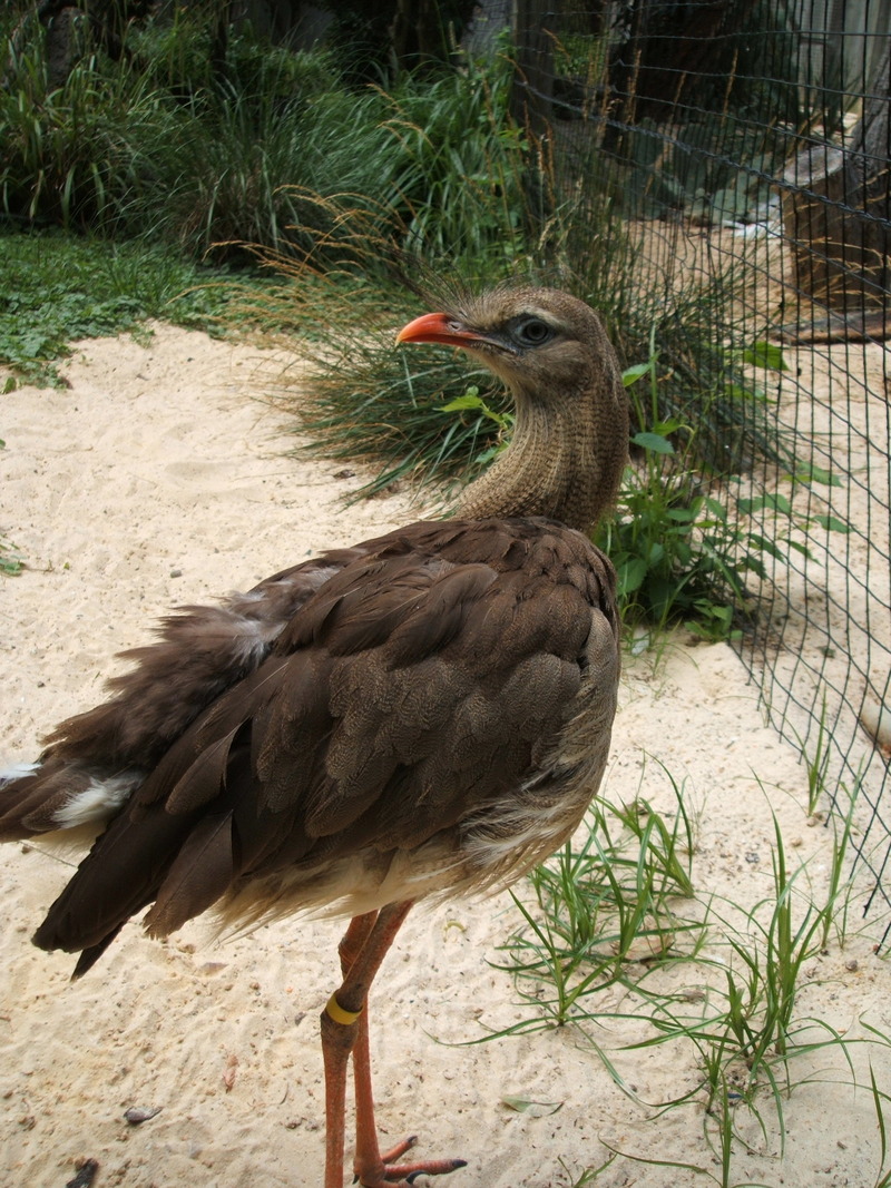 Red-legged Seriema (Cariama cristata) - Wiki; DISPLAY FULL IMAGE.