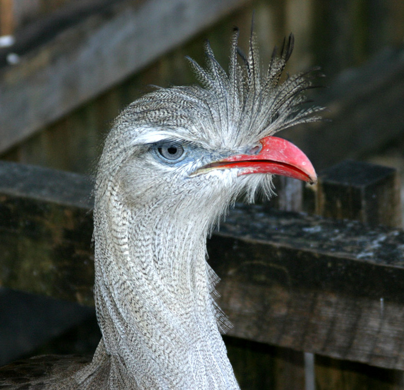 Red-legged Seriema (Cariama cristata) head; DISPLAY FULL IMAGE.