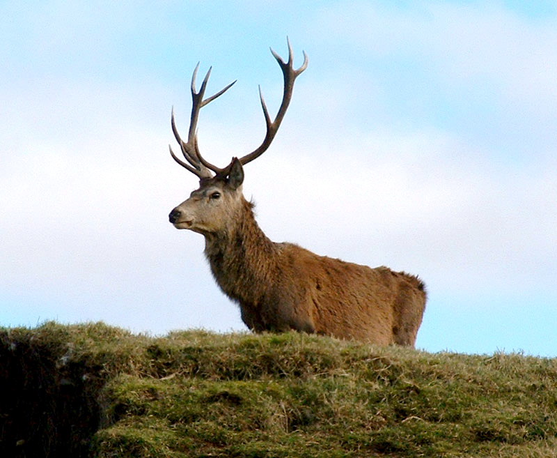 Red Deer (Cervus elaphus) - Wiki; DISPLAY FULL IMAGE.