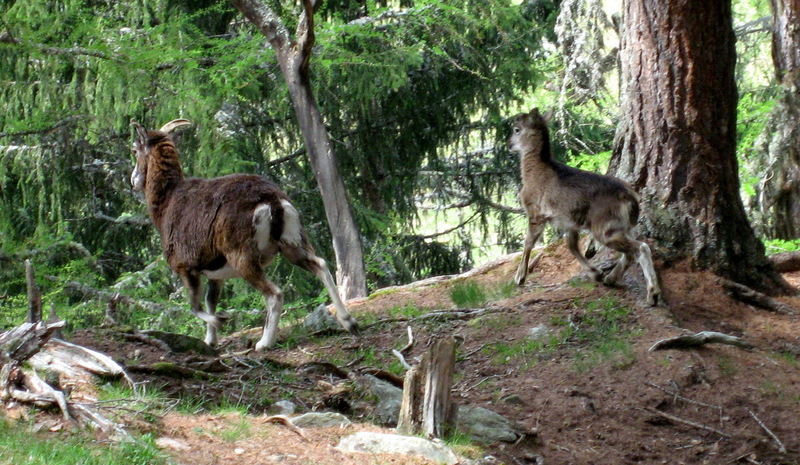 Argali (Ovis ammon) - Wiki; DISPLAY FULL IMAGE.