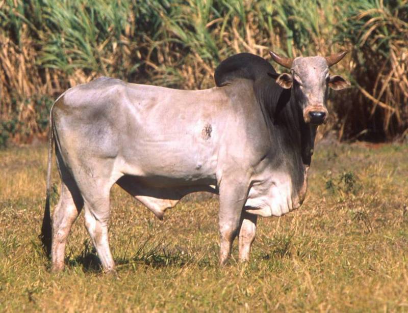 Zebu (Bos primigenius indicus) - Wiki; DISPLAY FULL IMAGE.