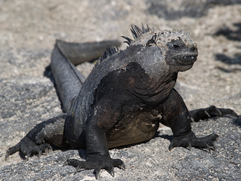 Marine Iguana (Amblyrhynchus cristatus) - Wiki; DISPLAY FULL IMAGE.