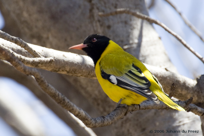 Black-headed Oriole (Oriolus larvatus) - Wiki; DISPLAY FULL IMAGE.