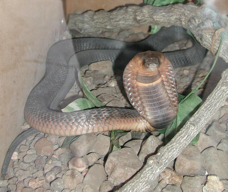 Egyptian Cobra (Naja haje) - Wiki; DISPLAY FULL IMAGE.