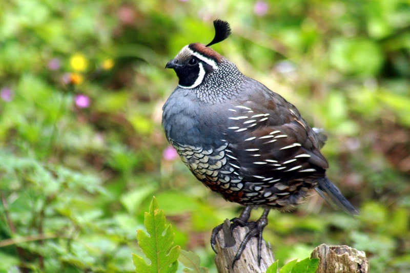 California Quail (Callipepla californica) - Wiki; DISPLAY FULL IMAGE.