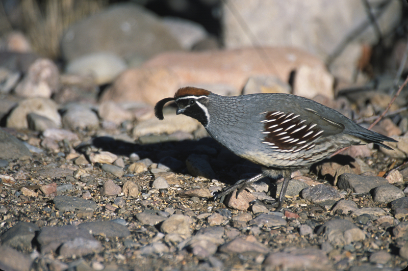 Gambel's Quail (Callipepla gambelii) - Wiki; DISPLAY FULL IMAGE.