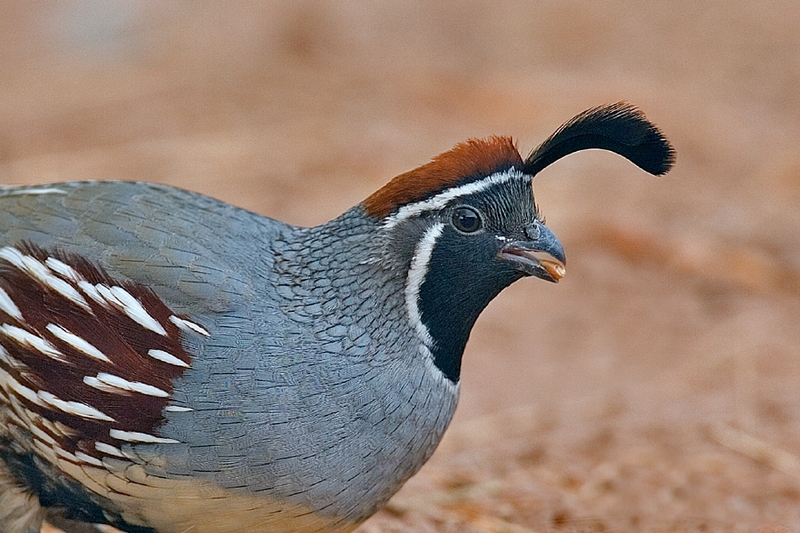 Gambel's Quail (Callipepla gambelii) male; DISPLAY FULL IMAGE.