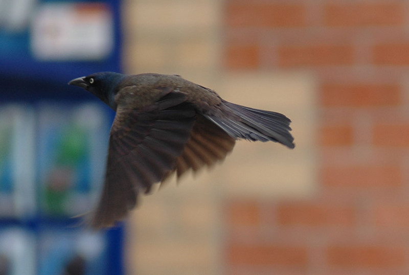 Grackle (Family: Icteridae) - Wiki; DISPLAY FULL IMAGE.
