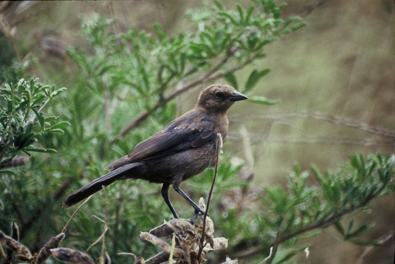 Cowbird (Family: Icteridae, Genus: Molothrus) - Wiki; DISPLAY FULL IMAGE.