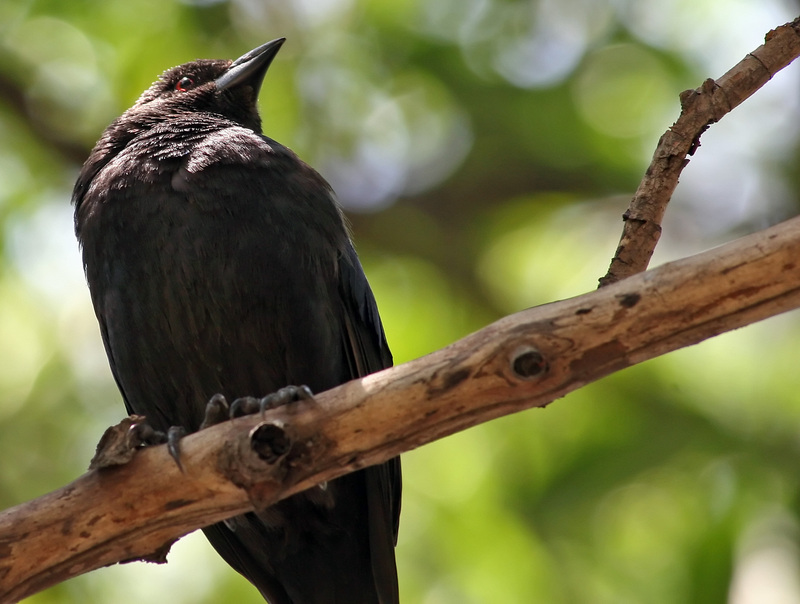 Bronzed Cowbird (Molothrus aeneus) - Wiki; DISPLAY FULL IMAGE.