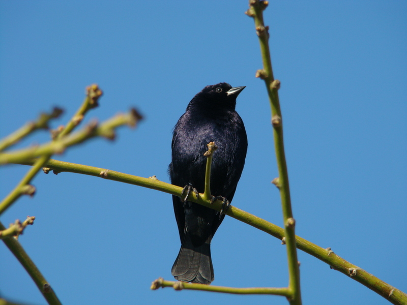 Shiny Cowbird (Molothrus bonariensis) - Wiki; DISPLAY FULL IMAGE.