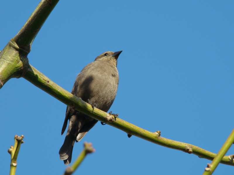 Shiny Cowbird (Molothrus bonariensis) female; DISPLAY FULL IMAGE.