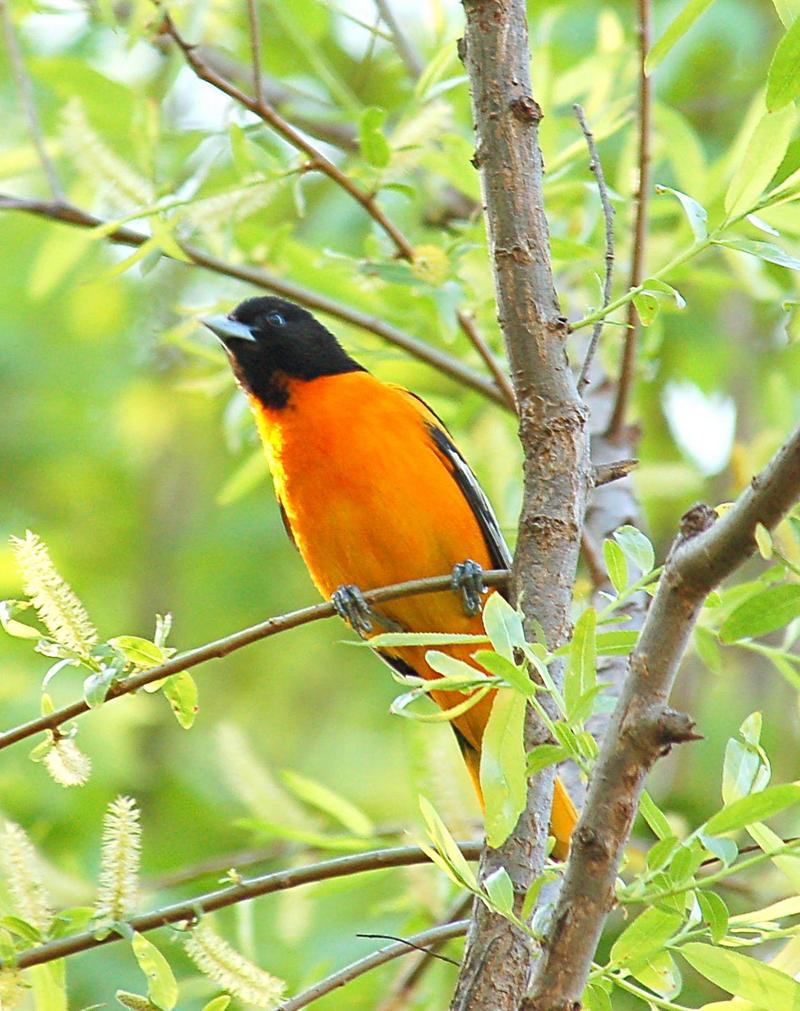 New World Oriole (Family: Icteridae, Genus: Icterus) - Wiki; DISPLAY FULL IMAGE.