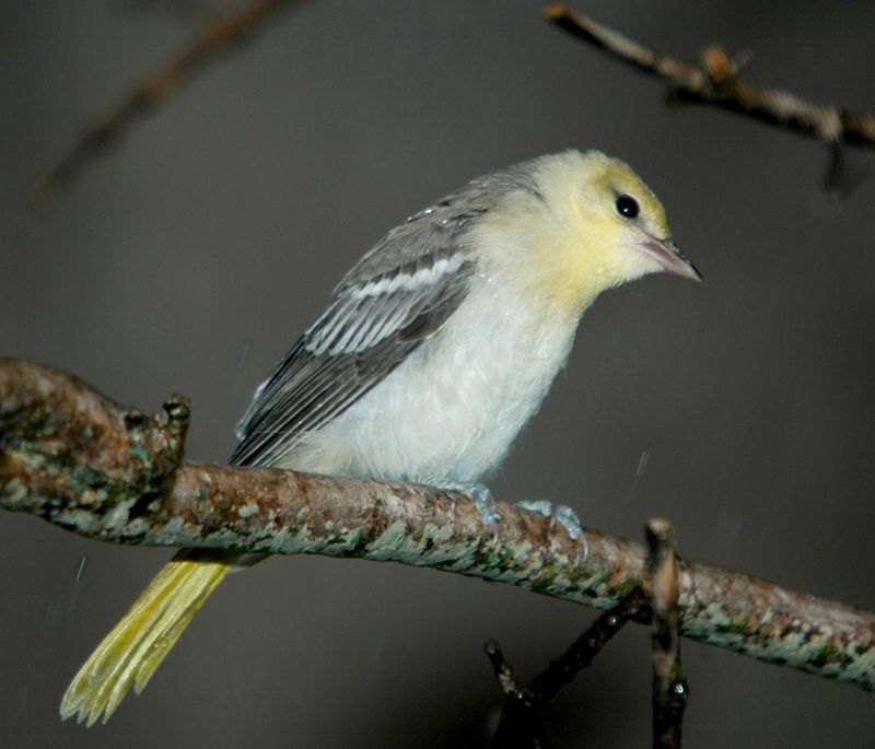 Bullock's Oriole (Icterus bullockii) Female; DISPLAY FULL IMAGE.