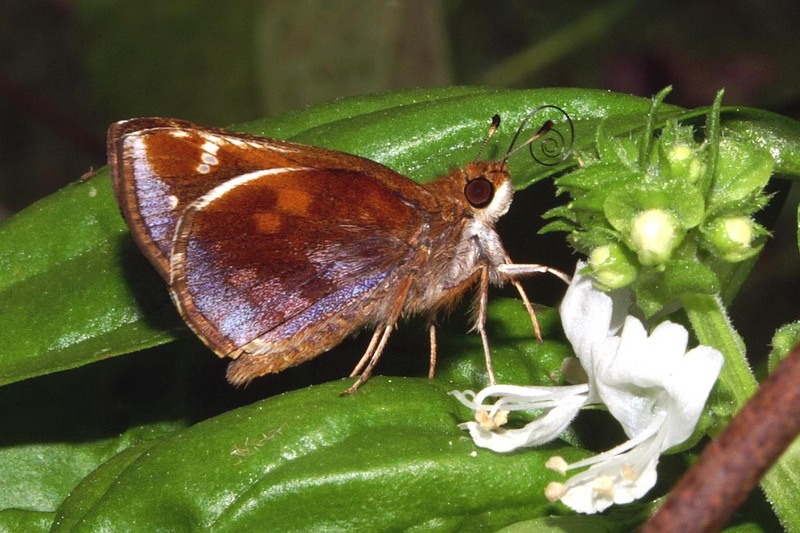 Zabulon Skipper (Poanes zabulon) female; DISPLAY FULL IMAGE.