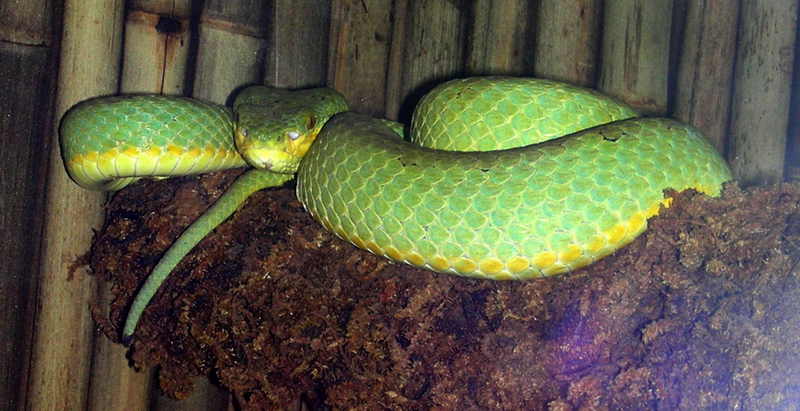 Tree Viper (Family: Viperidae) - Wiki; DISPLAY FULL IMAGE.