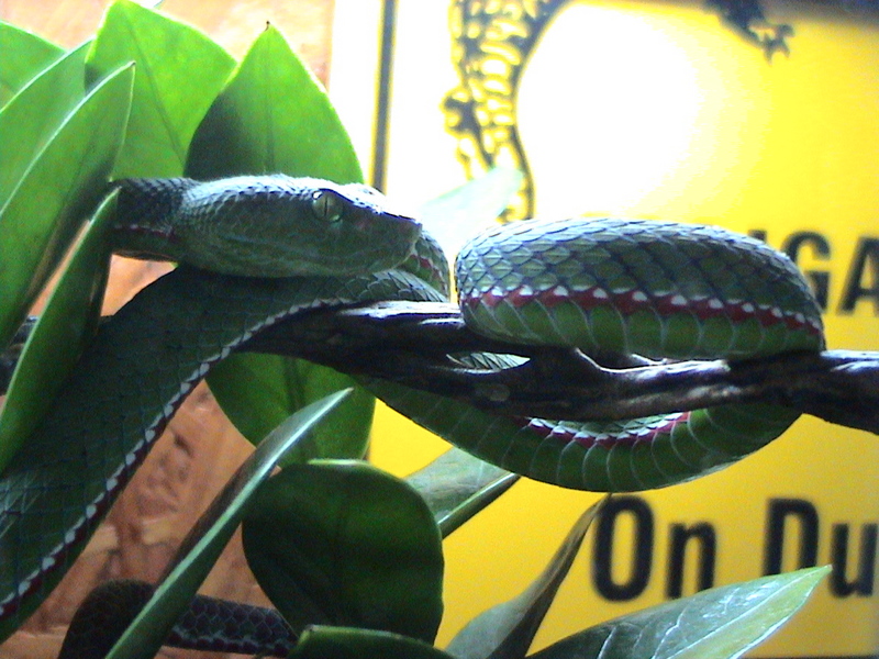 Pope's Tree Viper (Trimeresurus popeorum) - Wiki; DISPLAY FULL IMAGE.