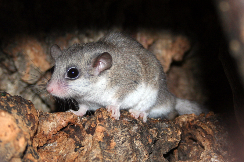 Woodland Dormouse (Graphiurus murinus) - Wiki; DISPLAY FULL IMAGE.