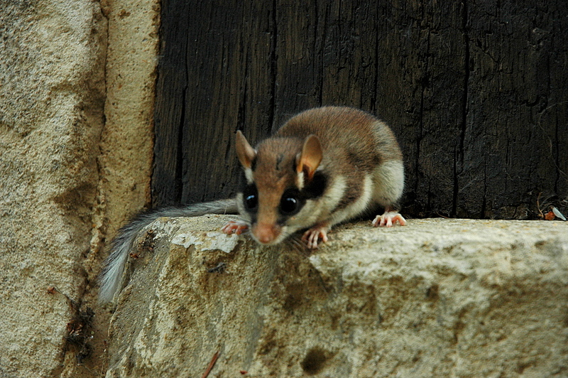 Garden Dormouse (Eliomys quercinus); DISPLAY FULL IMAGE.