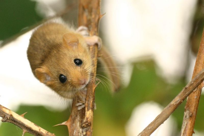 Hazel Dormouse (Muscardinus avellanarius) - Wiki; DISPLAY FULL IMAGE.