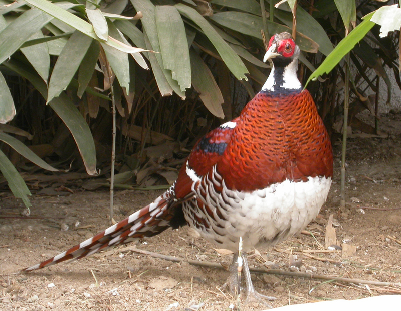 Elliot's Pheasant (Syrmaticus ellioti) - Wiki; DISPLAY FULL IMAGE.