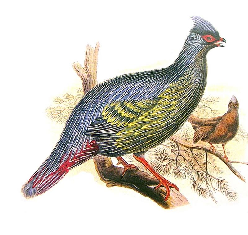 Blood Pheasant (Ithaginis cruentus) - Wiki; DISPLAY FULL IMAGE.