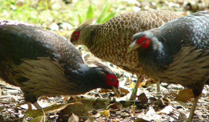 Kalij Pheasant (Lophura leucomelanos) - Wiki; DISPLAY FULL IMAGE.