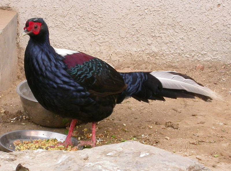 Swinhoe's Pheasant (Lophura swinhoii) - Wiki; DISPLAY FULL IMAGE.