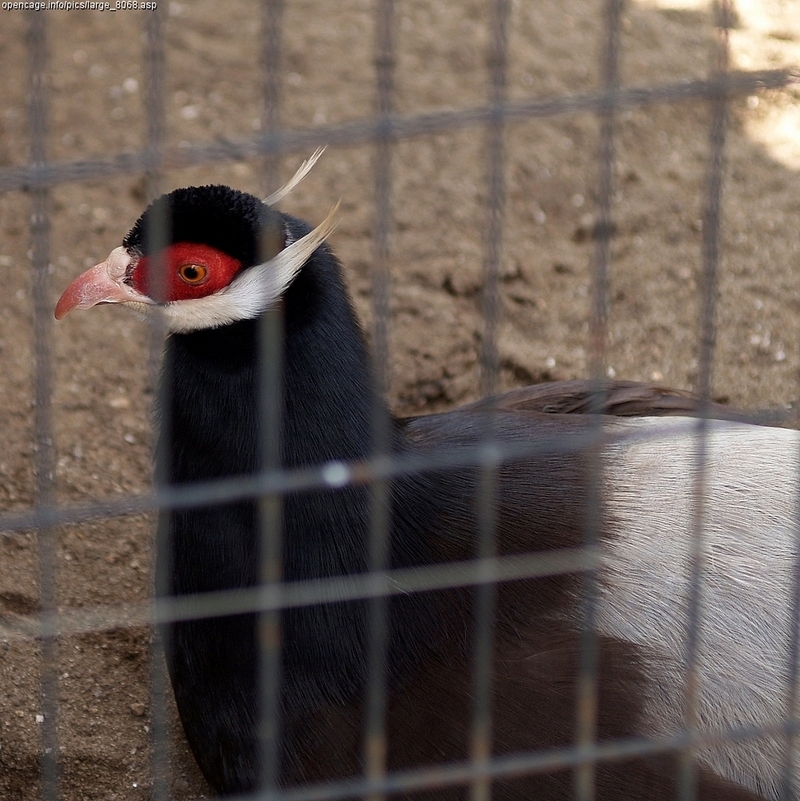 Brown Eared Pheasant (Crossoptilon mantchuricum) - Wiki; DISPLAY FULL IMAGE.