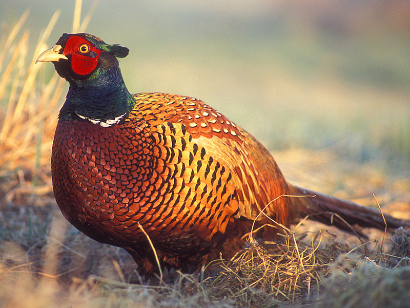 Common Pheasant (Phasianus colchicus) - Wiki; DISPLAY FULL IMAGE.