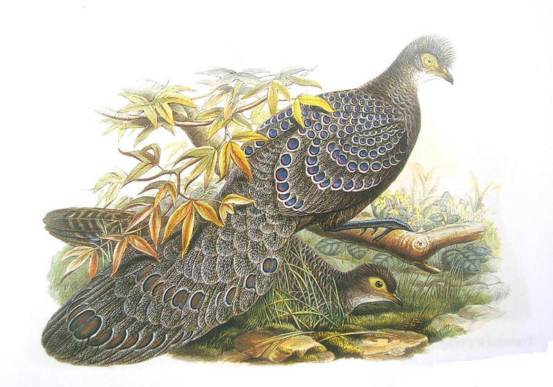 Grey Peacock-pheasant (Polyplectron bicalcaratum) - Wiki; DISPLAY FULL IMAGE.
