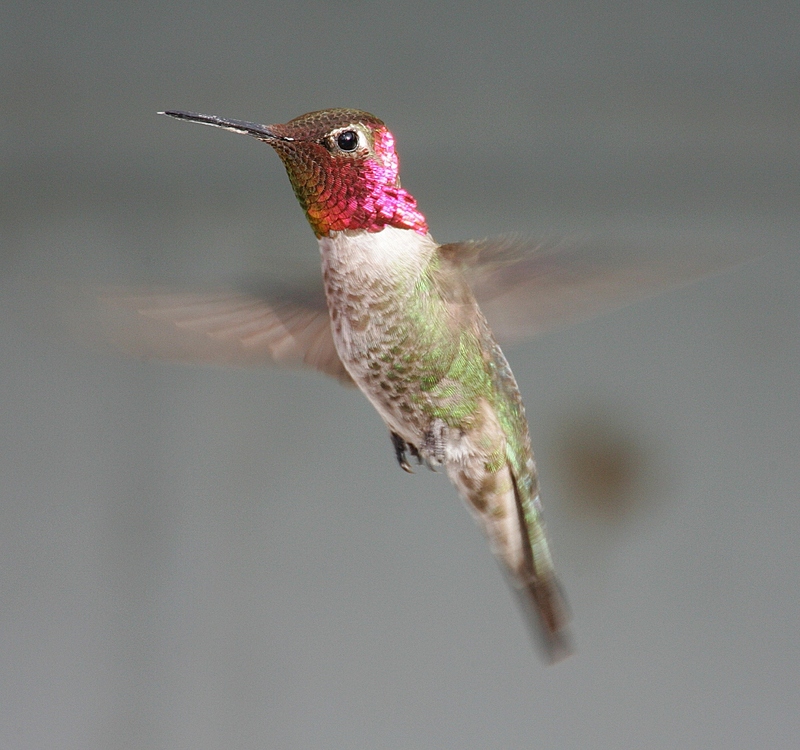 Anna's Hummingbird (Calypte anna) - Wiki; DISPLAY FULL IMAGE.