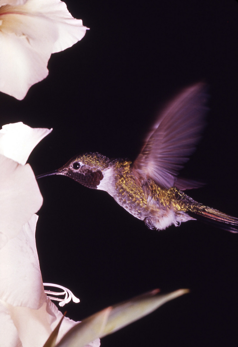 Broad-tailed Hummingbird (Selasphorus platycercus) - Wiki; DISPLAY FULL IMAGE.
