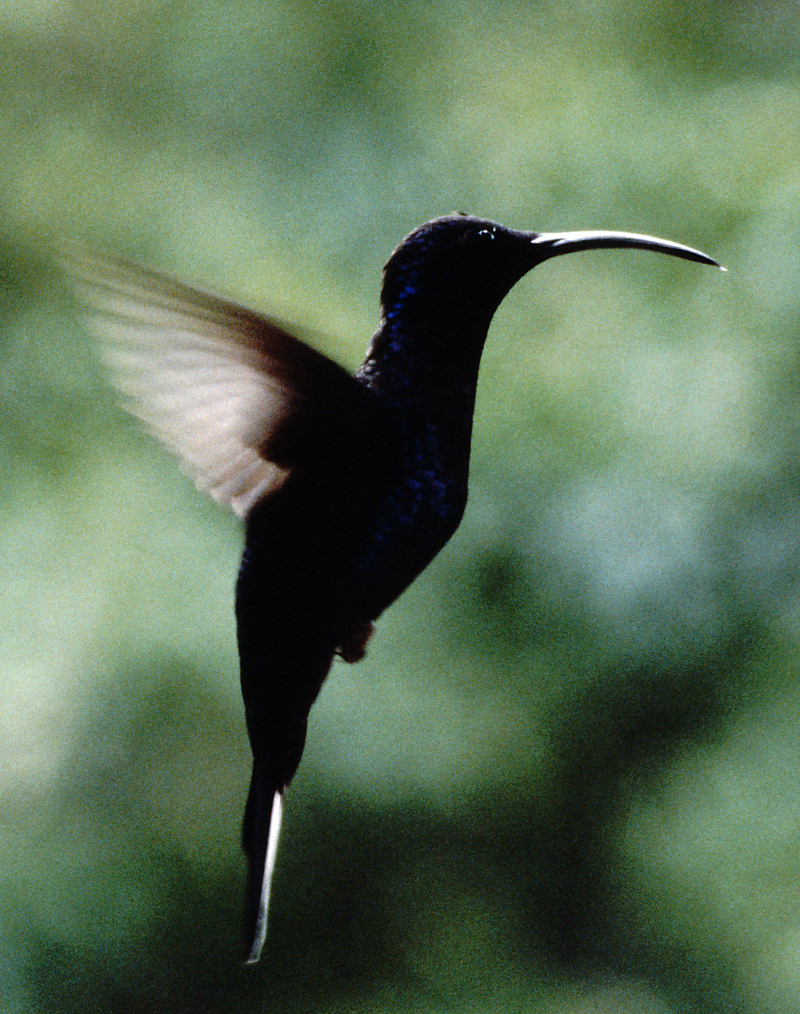 Hummingbirds in taxonomic order (Family: Trochilidae) - Wiki; DISPLAY FULL IMAGE.