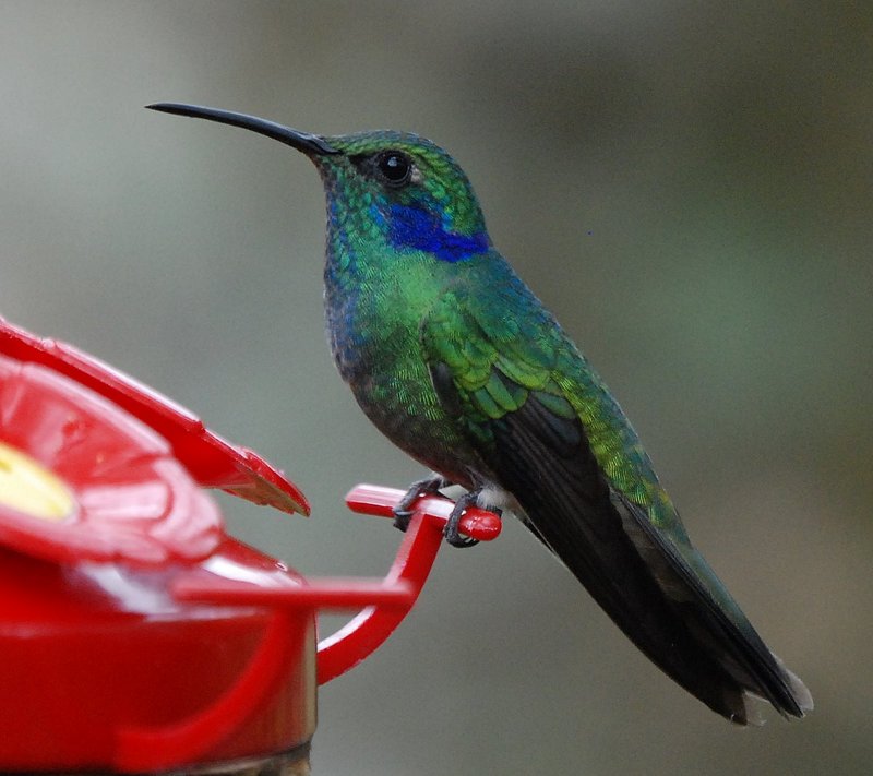 Green Violet-ear Hummingbird (Colibri thalassinus) - Wiki; DISPLAY FULL IMAGE.