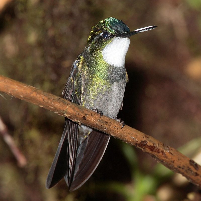 White-throated Mountain-gem Hummingbird (Lampornis castaneoventris) - Wiki; DISPLAY FULL IMAGE.