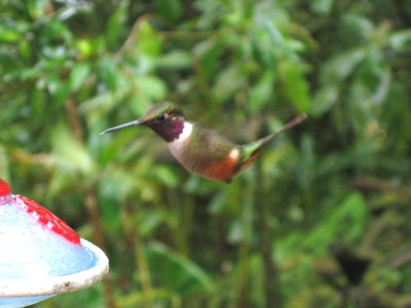 Magenta-throated Woodstar Hummingbird (Calliphlox bryantae) - Wiki; DISPLAY FULL IMAGE.