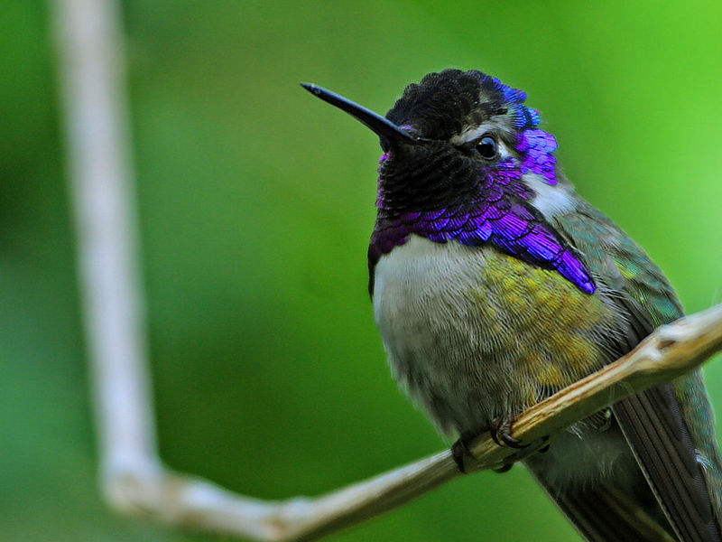 Costa's Hummingbird (Calypte costae) - Wiki; DISPLAY FULL IMAGE.