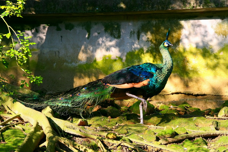 Green Peafowl (Pavo muticus) - Wiki; DISPLAY FULL IMAGE.