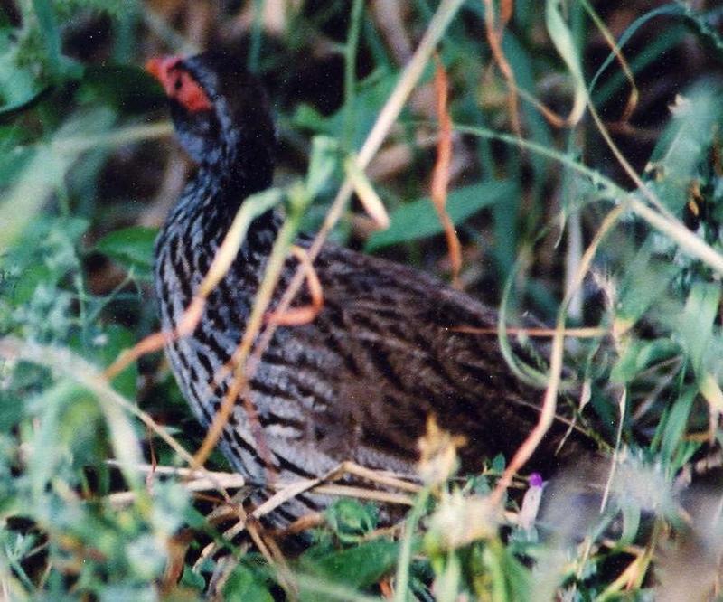 Red-necked Francolin (Francolinus afer) - Wiki; DISPLAY FULL IMAGE.