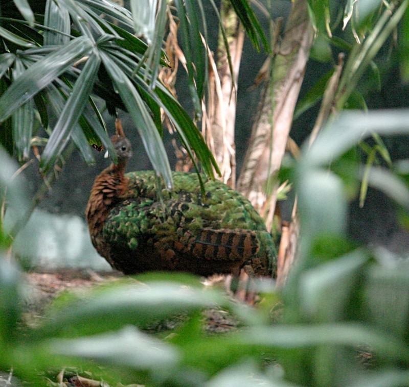 Congo Peafowl (Afropavo congensis) female; DISPLAY FULL IMAGE.