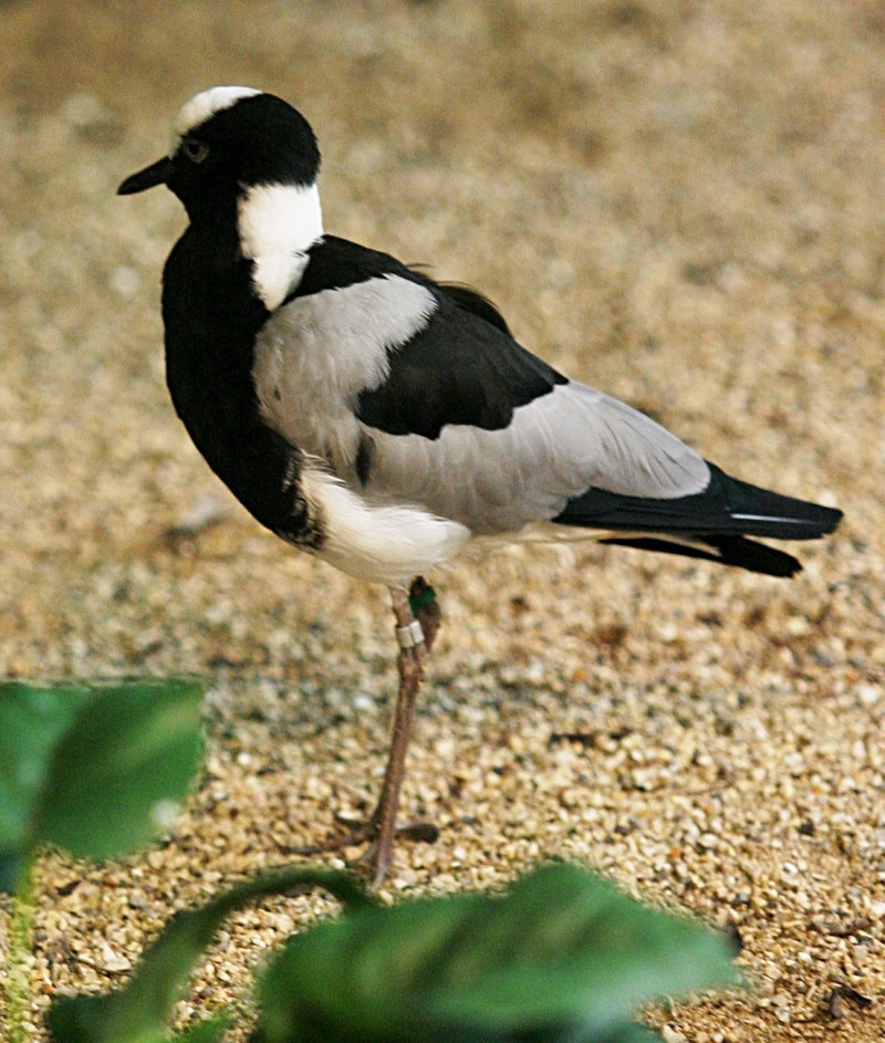 Blacksmith Lapwing (Vanellus armatus) - Wiki; DISPLAY FULL IMAGE.