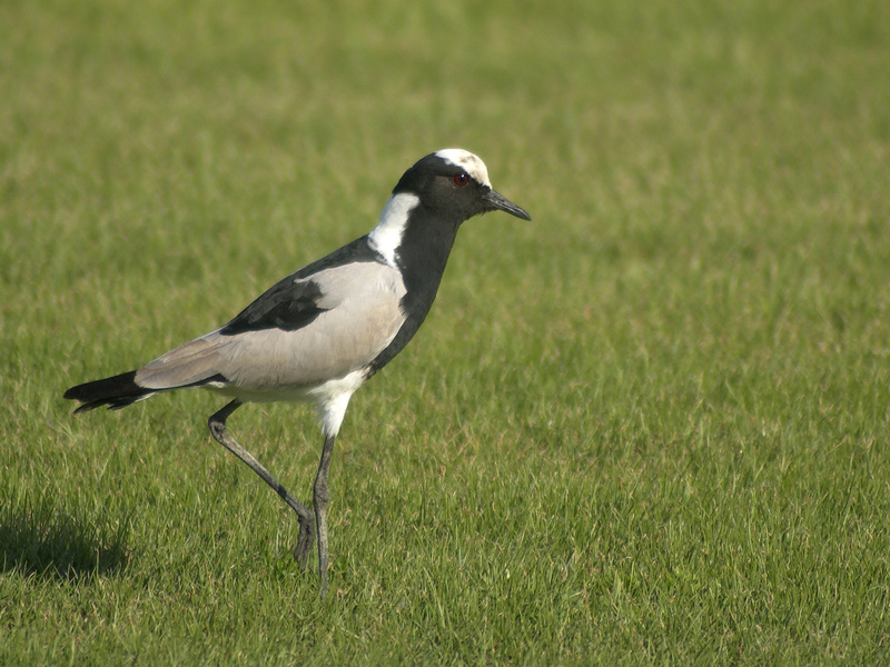 Blacksmith Lapwing (Vanellus armatus); DISPLAY FULL IMAGE.